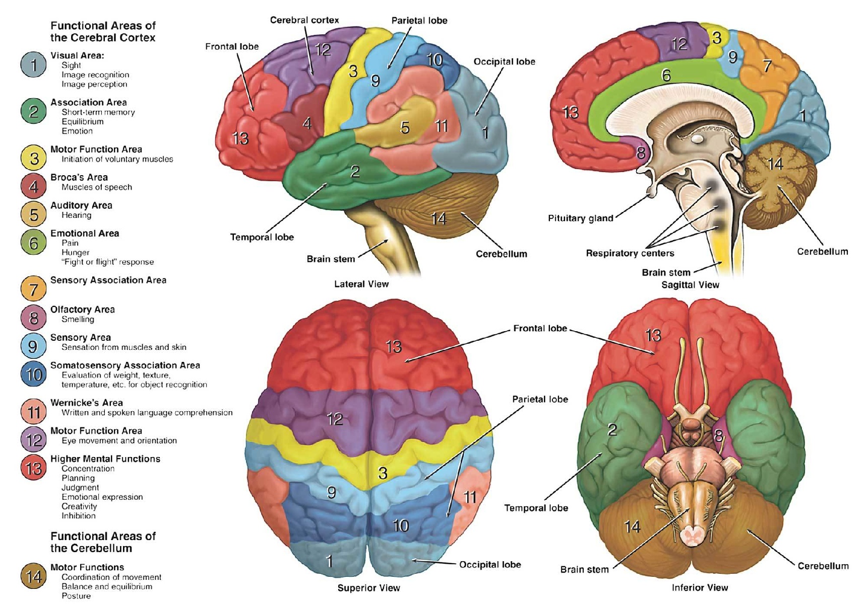 Neuroanatomy the basics foundation