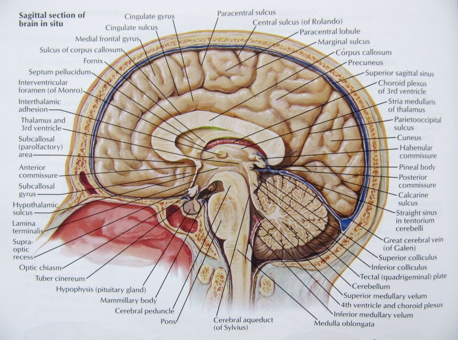 Brain anatomy medical head skull poster wallpaper x