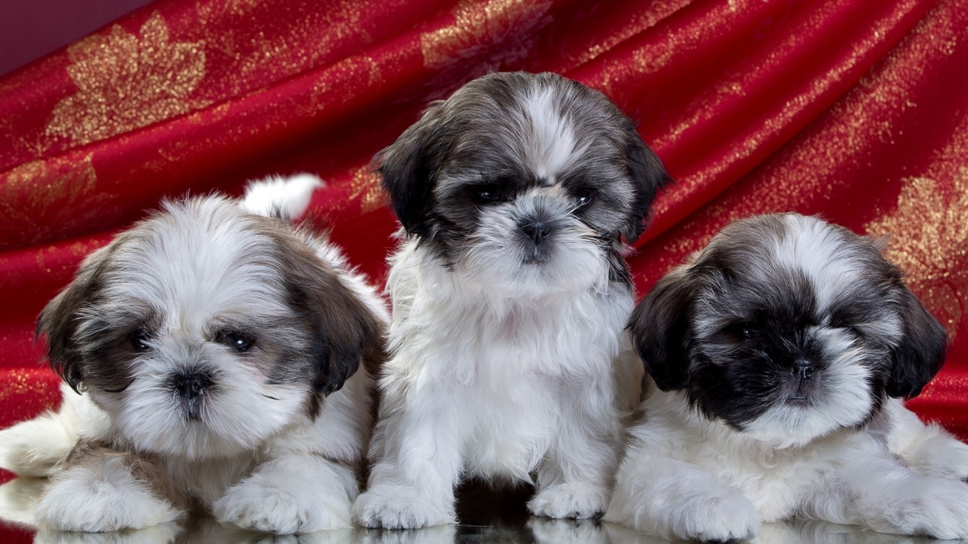 Download shih tzu s for ile phone free shih tzu hd pictures