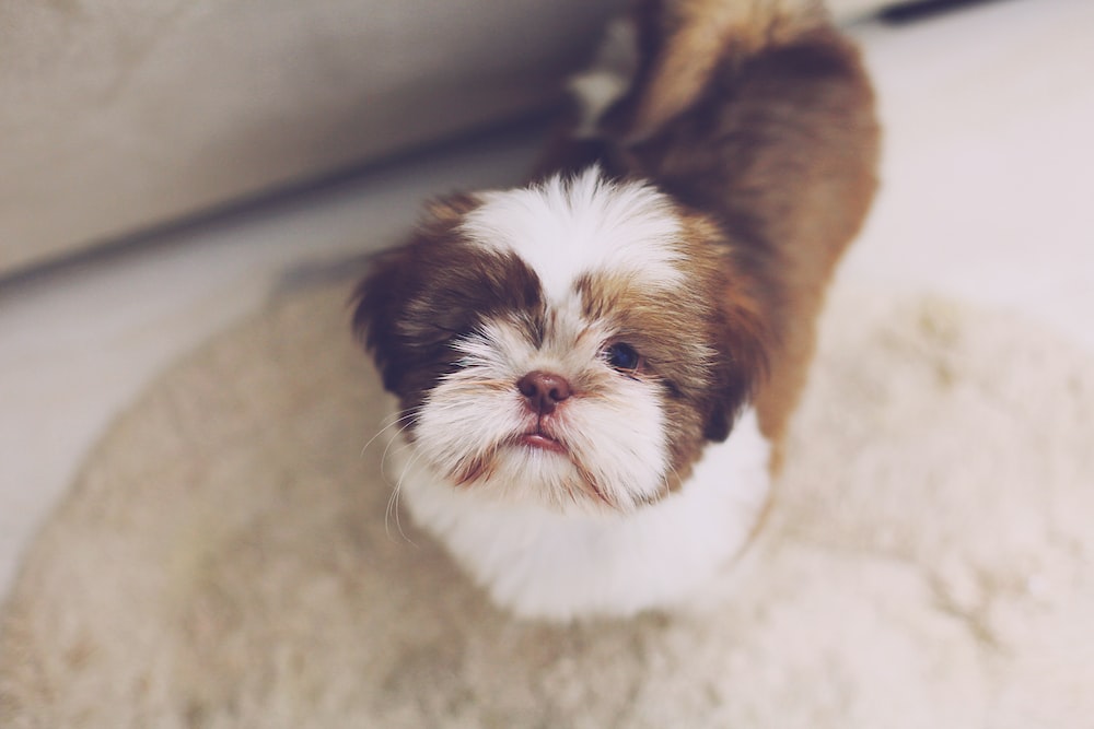 Brown and white shih tzu puppy photo â free puppy image on