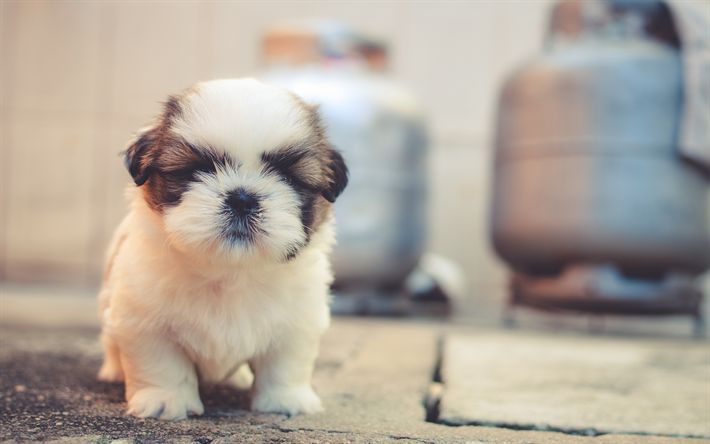 Download wallpapers shih tzu k pets puppy cute animals cute dog chrysanthemum dog for sktop free pictures for sktop free training your dog cute dogs cute puppy photos