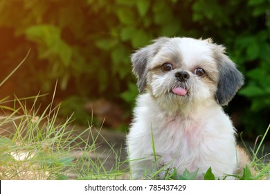 Shih tzu puppy images stock photos vectors
