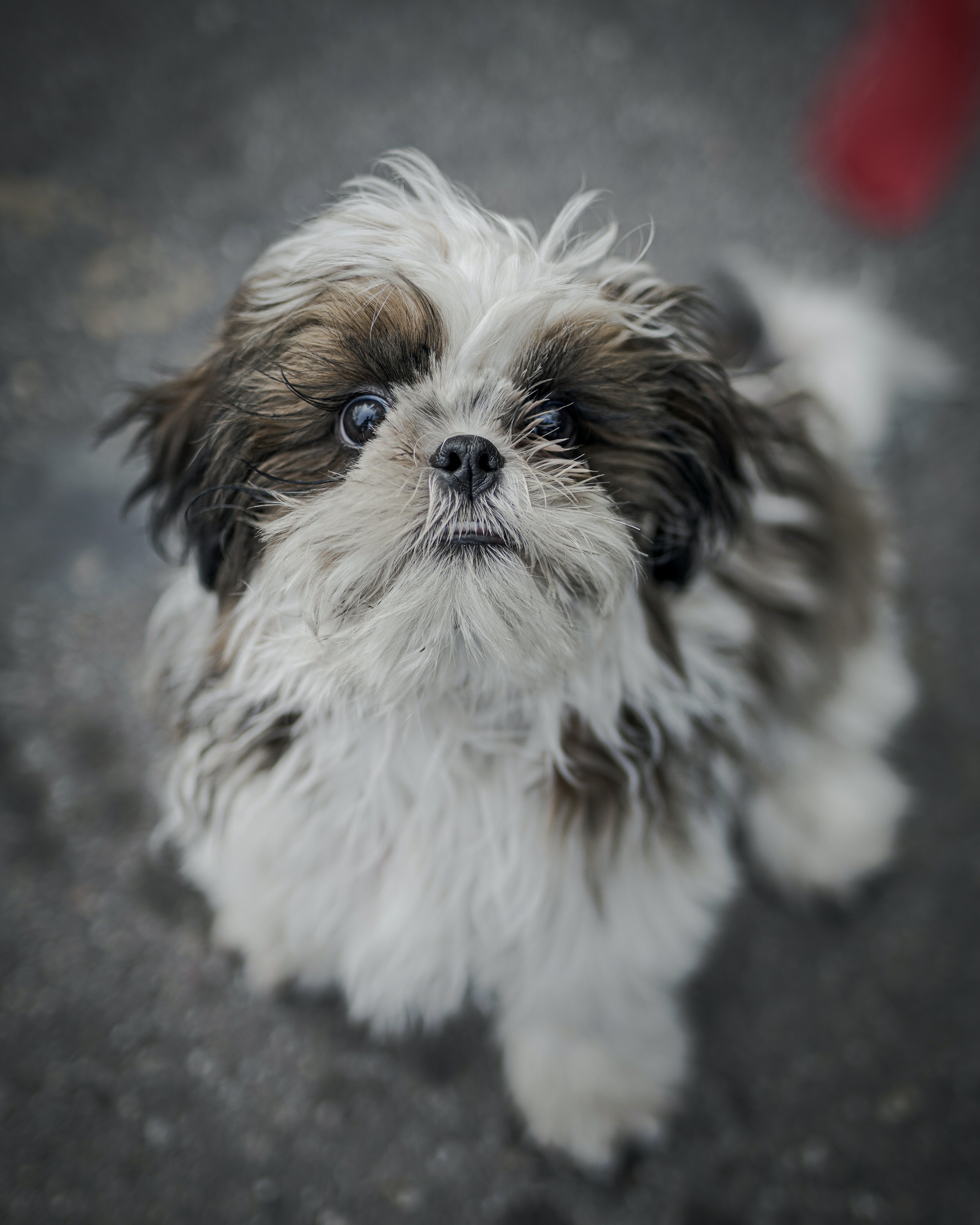 White and brown shih tzu in black and white striped shirt