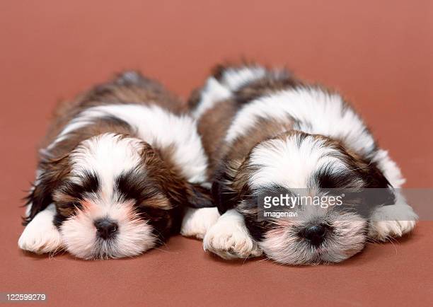 Brown shih tzu puppies photos and premium high res pictures