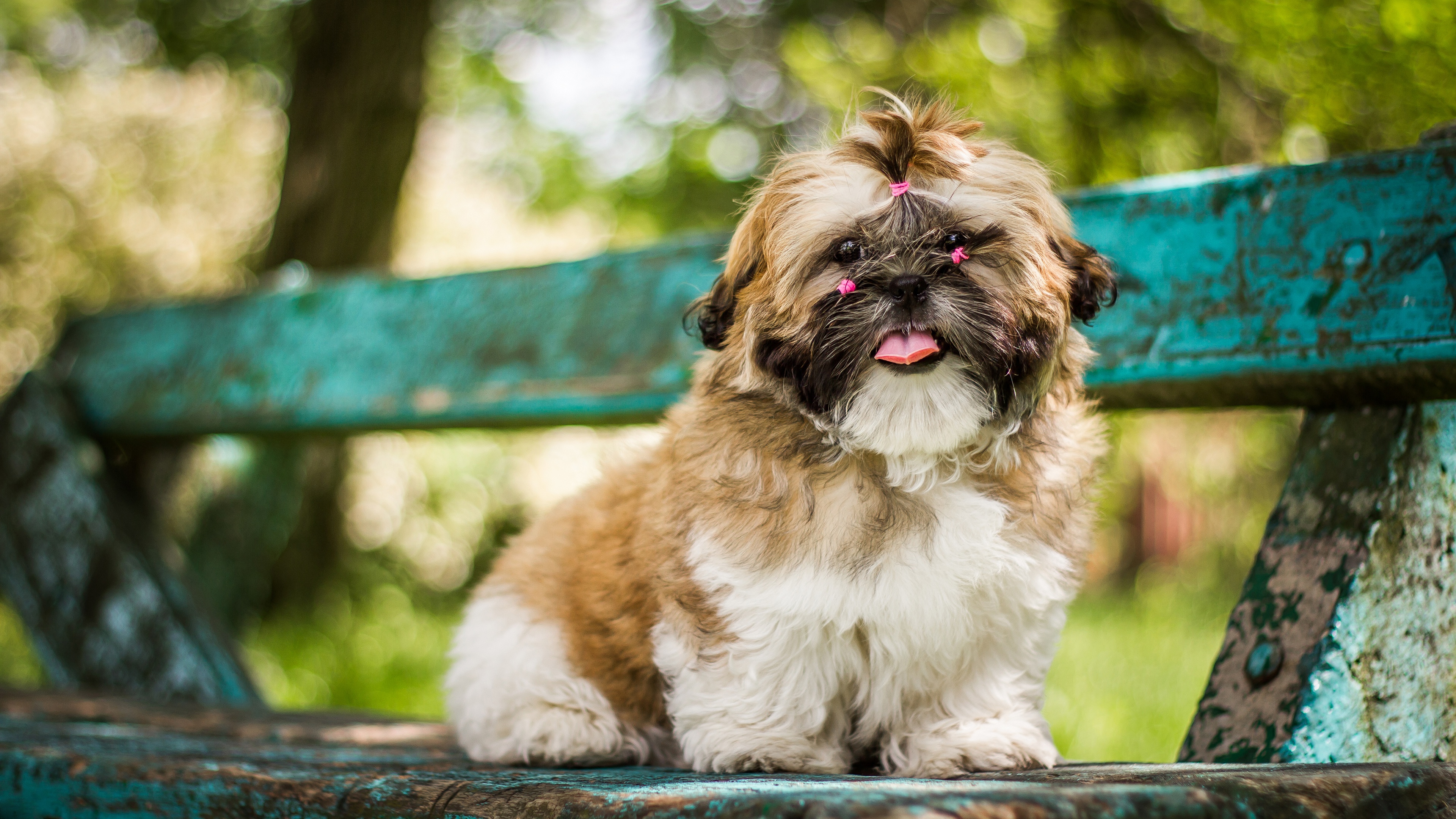 Shih tzu hd papers and backgrounds