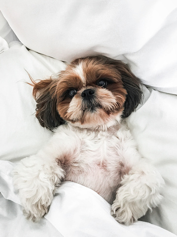 Shih tzu pictures download free images on