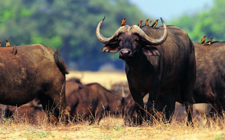 Animals buffalo wallpapers hd desktop and mobile backgrounds