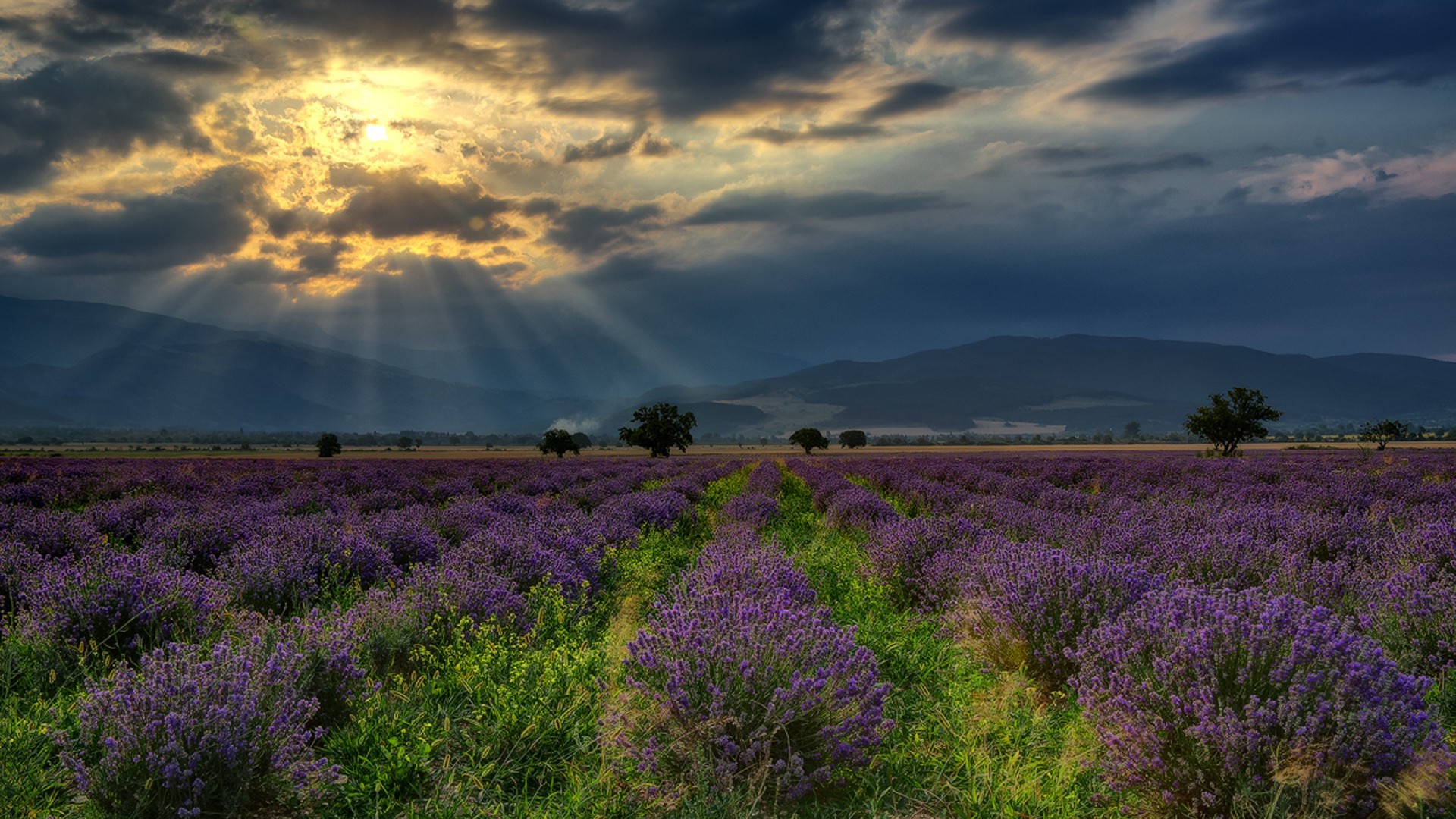 Wallpaper x px bulgaria clouds field flowers hill landscape lavender nature sun rays trees x