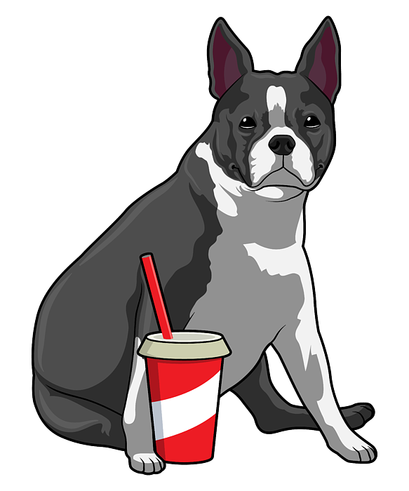 Boston terrier with drink greeting card by markus schnabel