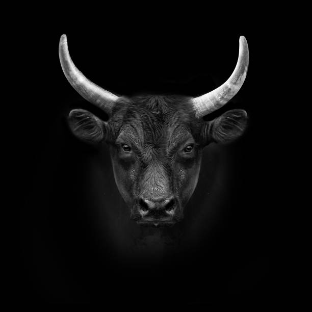 Bull head stock photos pictures royalty