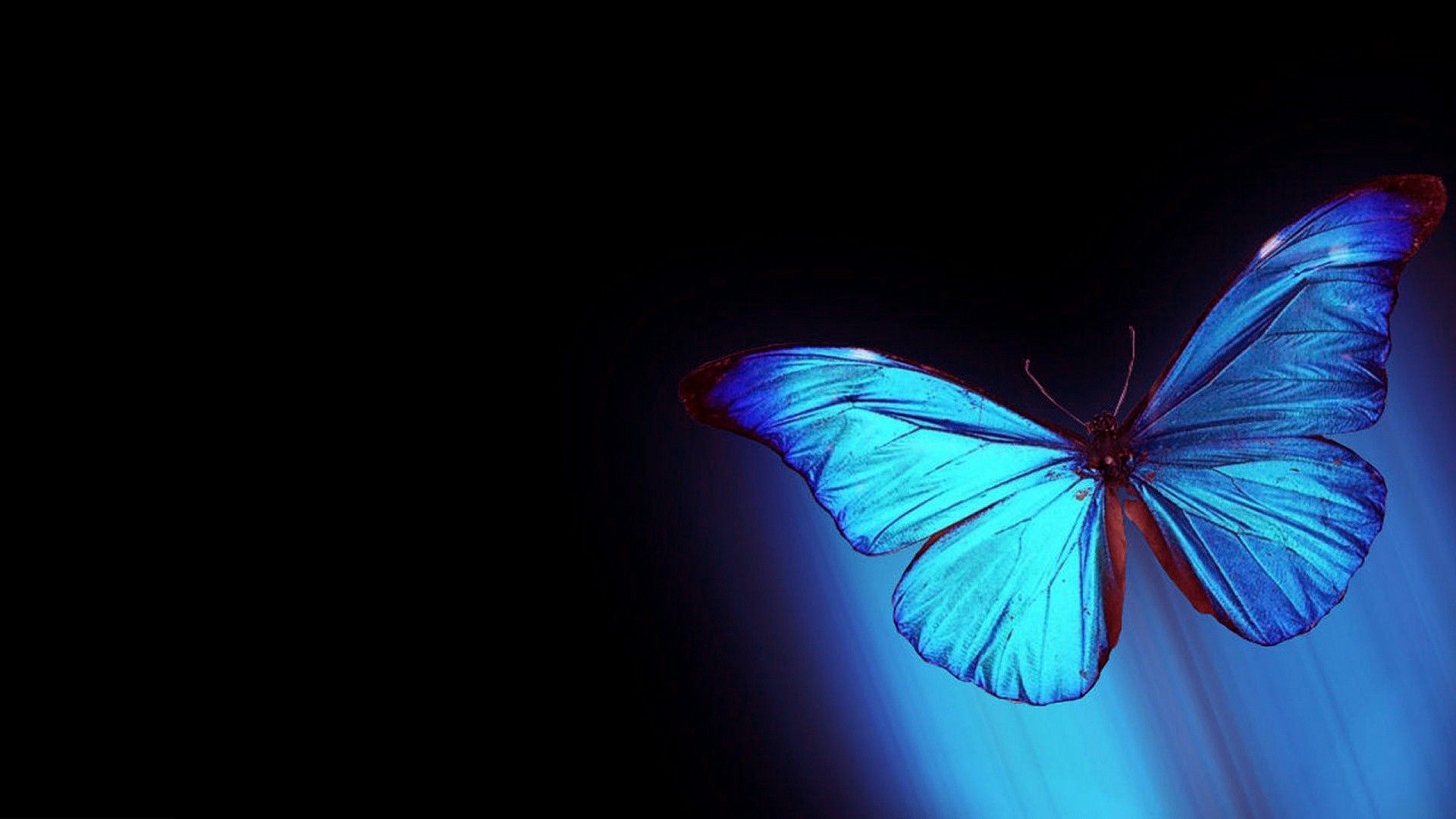 Butterfly desktop s on