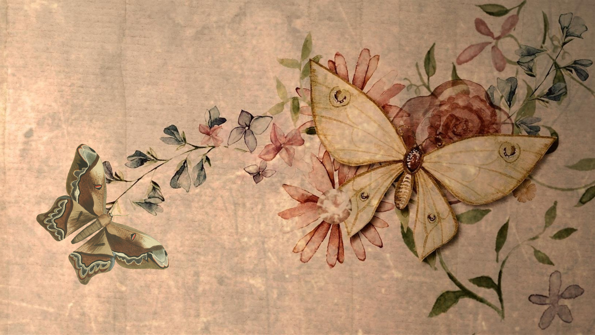 Desktop wallpaper butterfly wallpaper victorian wallpaper