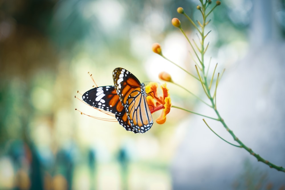 Butterfly wallpapers free hd download hq