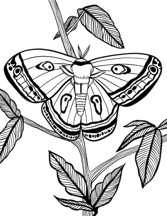 Moth digital coloring page for kids and adults instant download printable