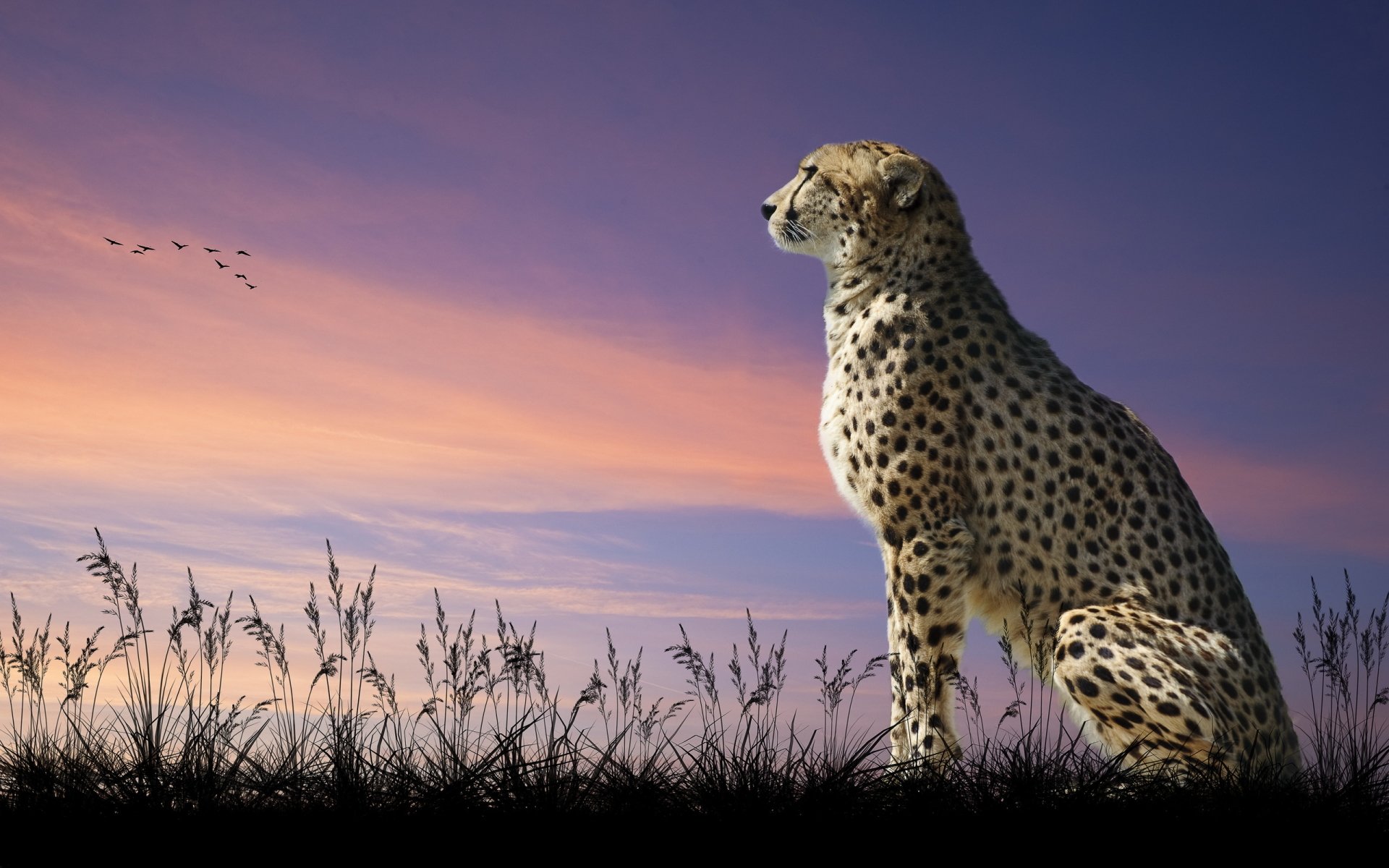 Cheetah hd papers and backgrounds