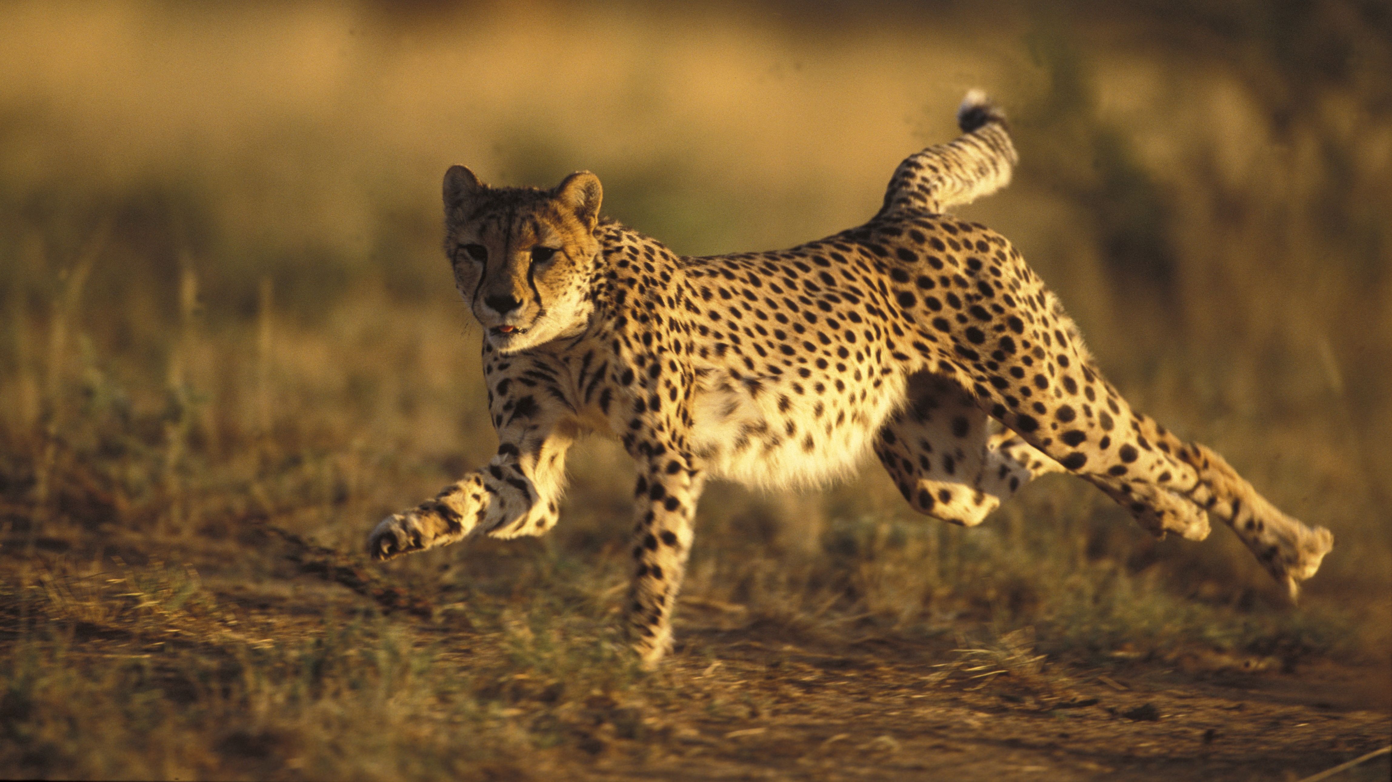 Cheetah ultra hd wallpapers