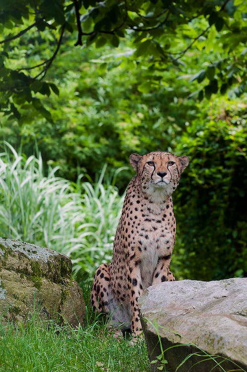 Cheetah photos download the best free cheetah stock photos hd images
