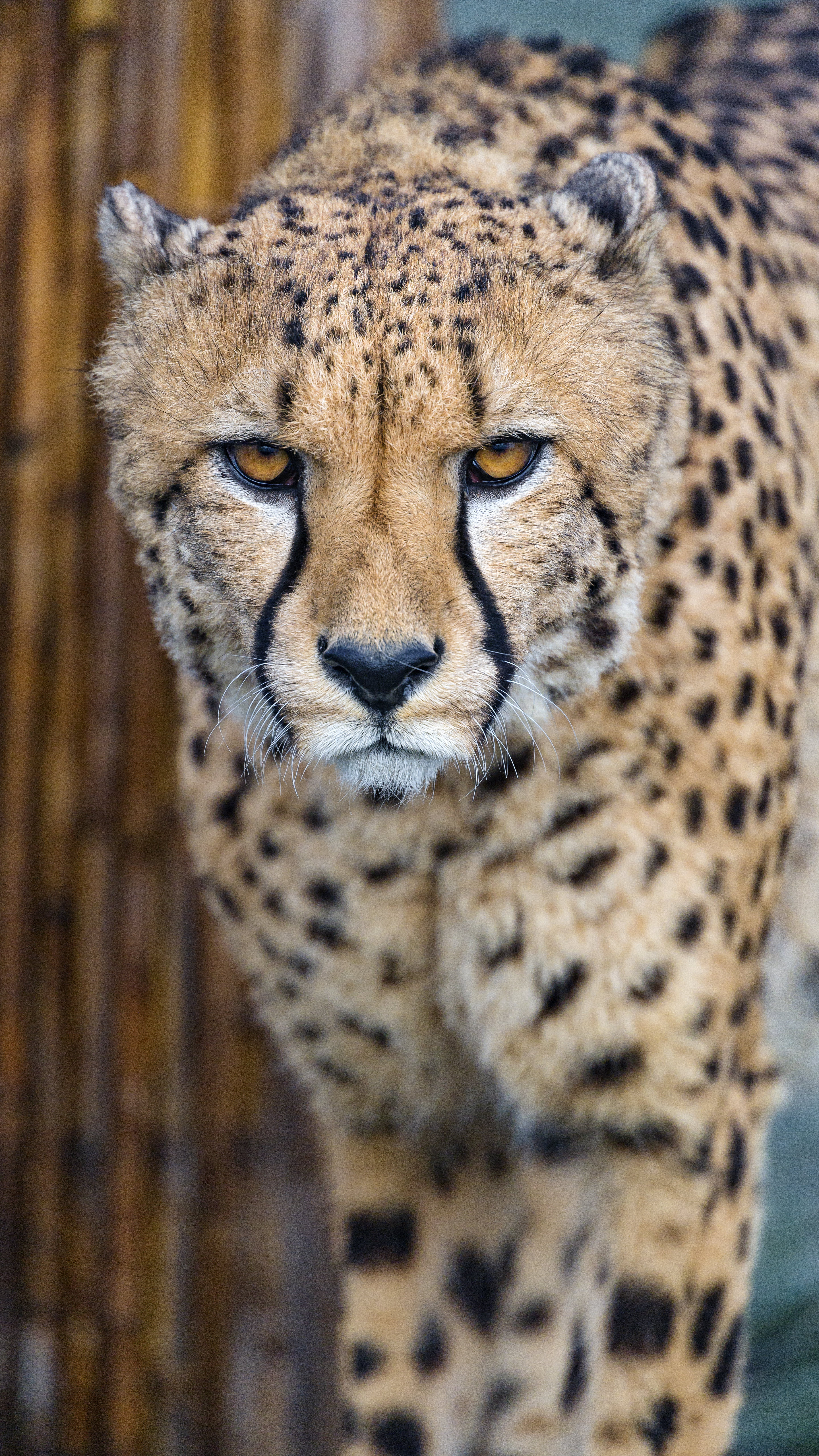 Download cheetah s for ile phone free cheetah hd pictures