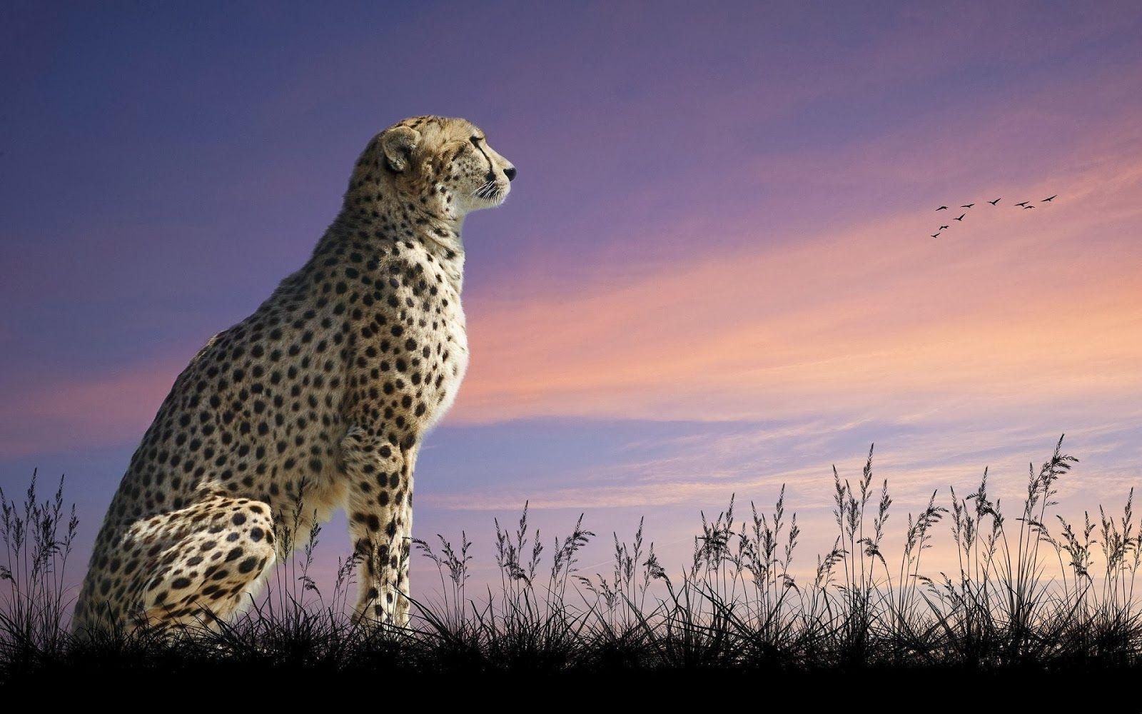 Cheetah desktop wallpapers