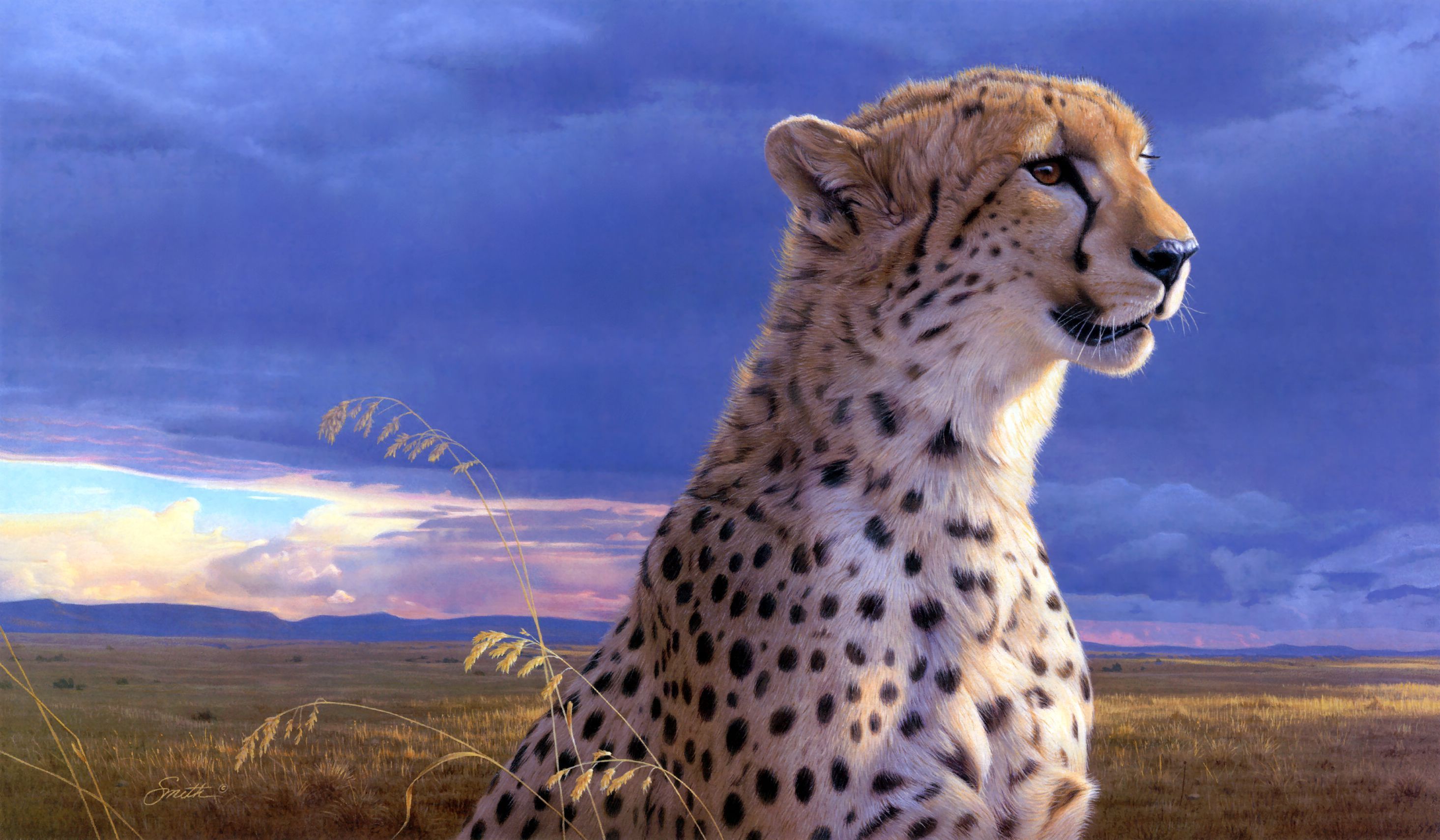 Wallpapers of cheetah