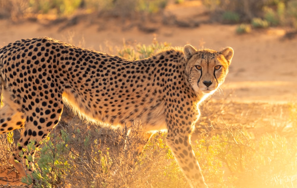 Cheetah pictures hd download free images on
