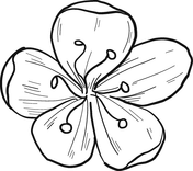 Cherry tree coloring pages free coloring pages