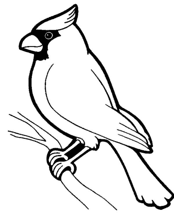 Awesome bird standing on tree branch coloring page bird outline bird coloring pages black and white birds