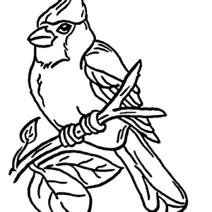 Cardinal coloring pages printable for free download