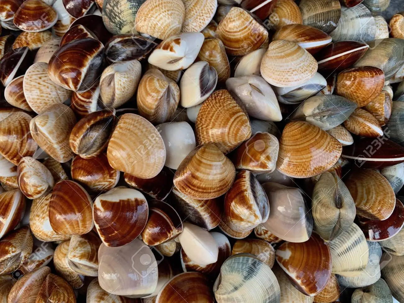 Download Free 100 + clams Wallpapers