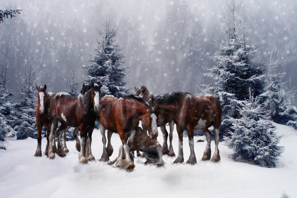 Free download clydesdale horses in snow wallpaper clydesdale winter by tobiteus x for your desktop mobile tablet explore clydesdales wallpaper budweiser clydesdales wallpaper clydesdales christmas wallpaper