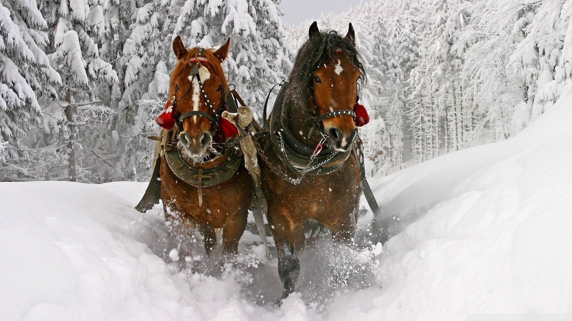 Christmas horse wallpapers