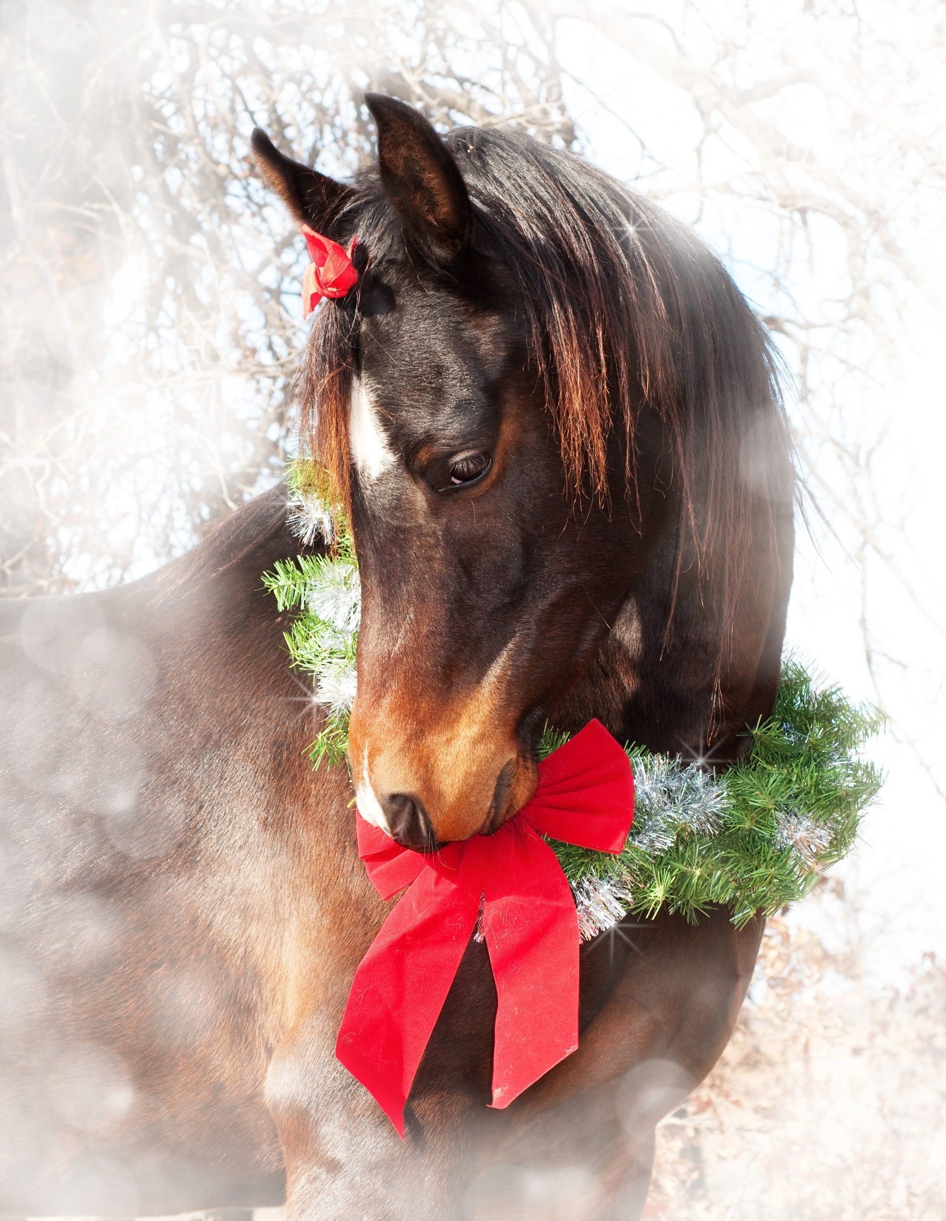 Christmas horses wallpapers
