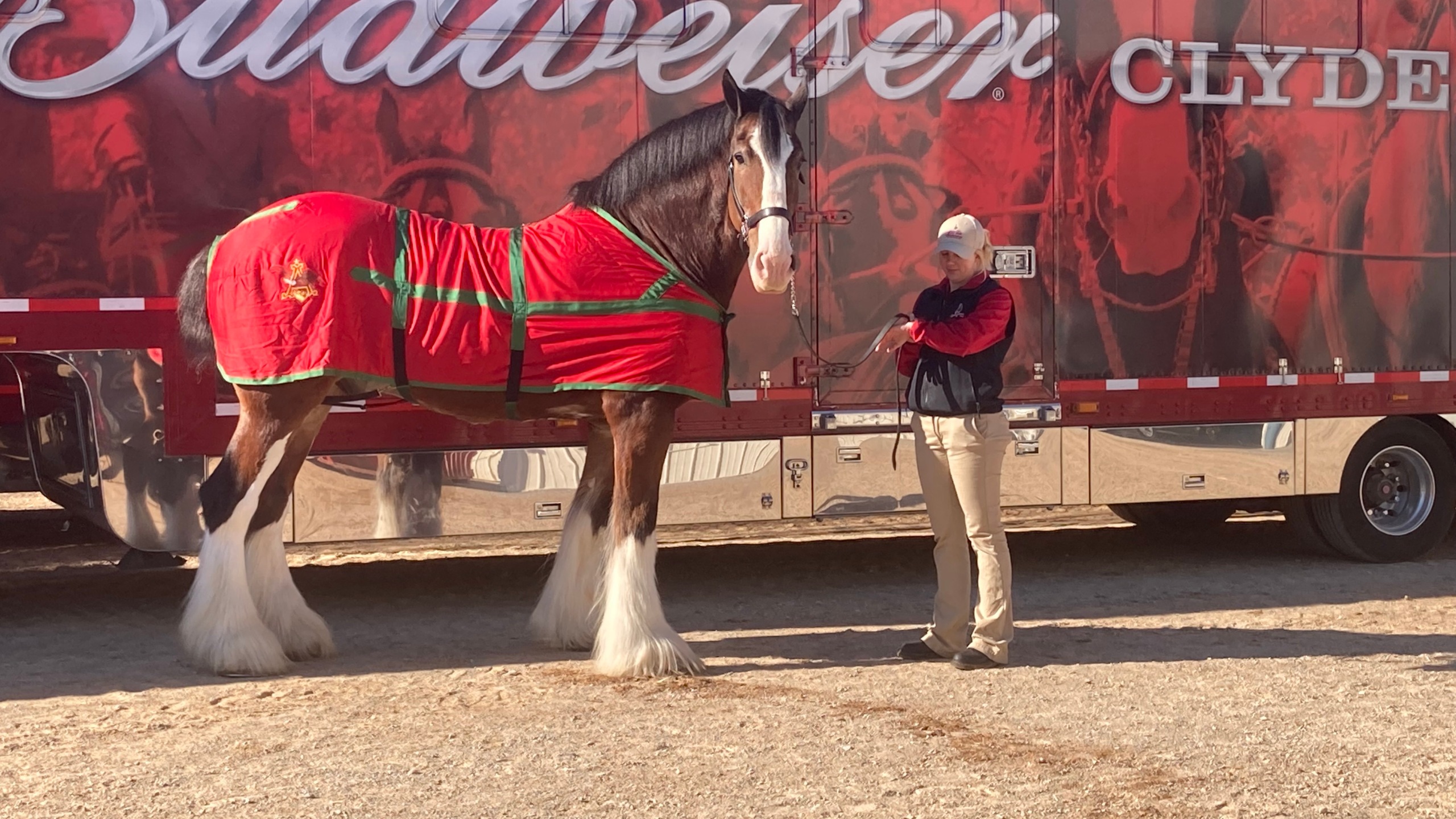 Photos budweiser clydesdales in east tennessee ahead of celebrations tri