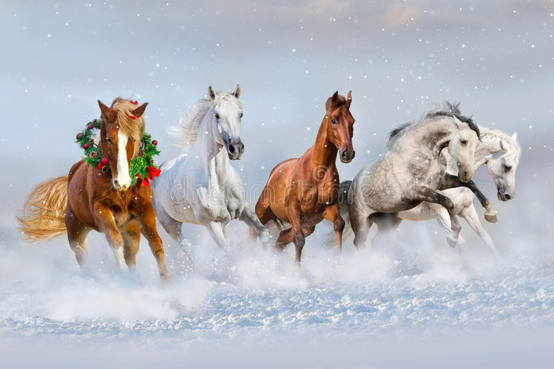 Christmas horses stock photos