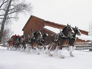 Free clydesdale christmas phone wallpaper by missjas horses in snow budweiser clydesdales clydesdale