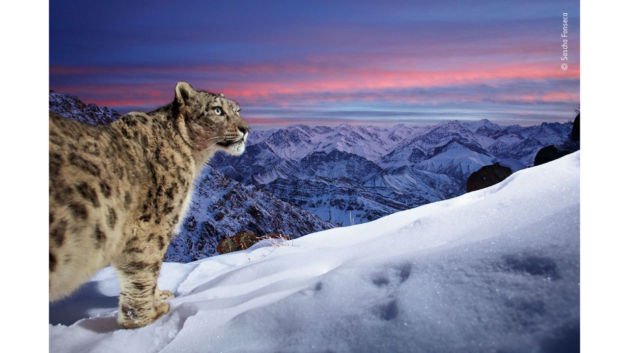 Wildlife photographer of the year peoples choice award shortlisted images