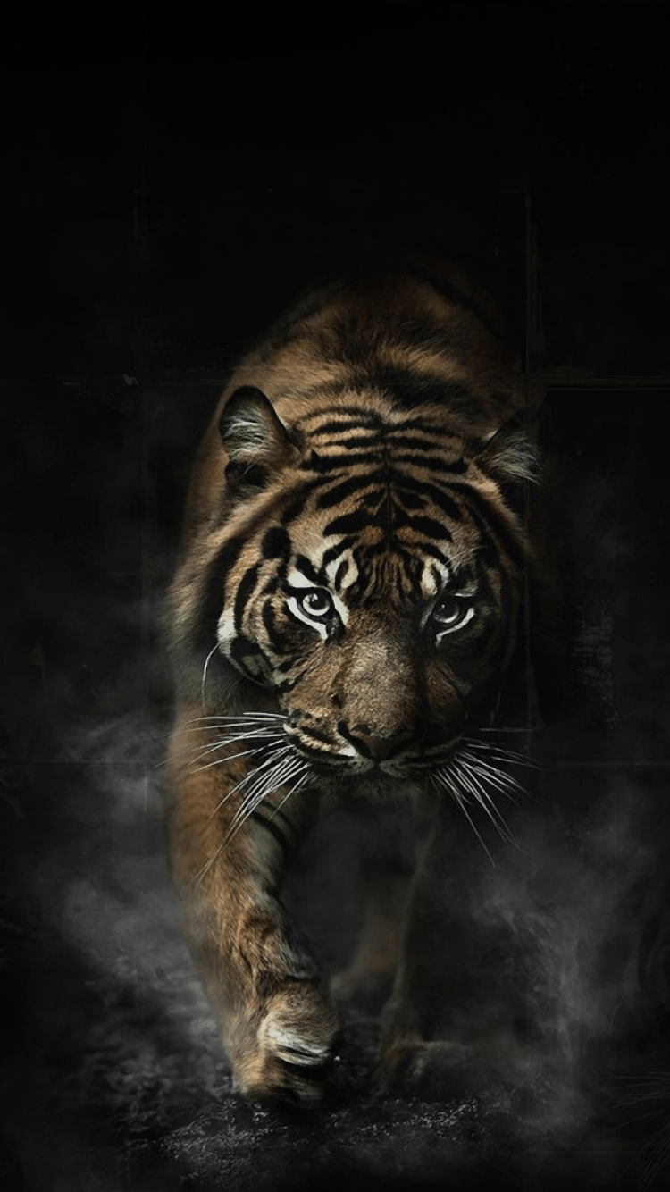 Tiger phone wallpapers