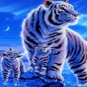 Get tiger hd wallpaper background