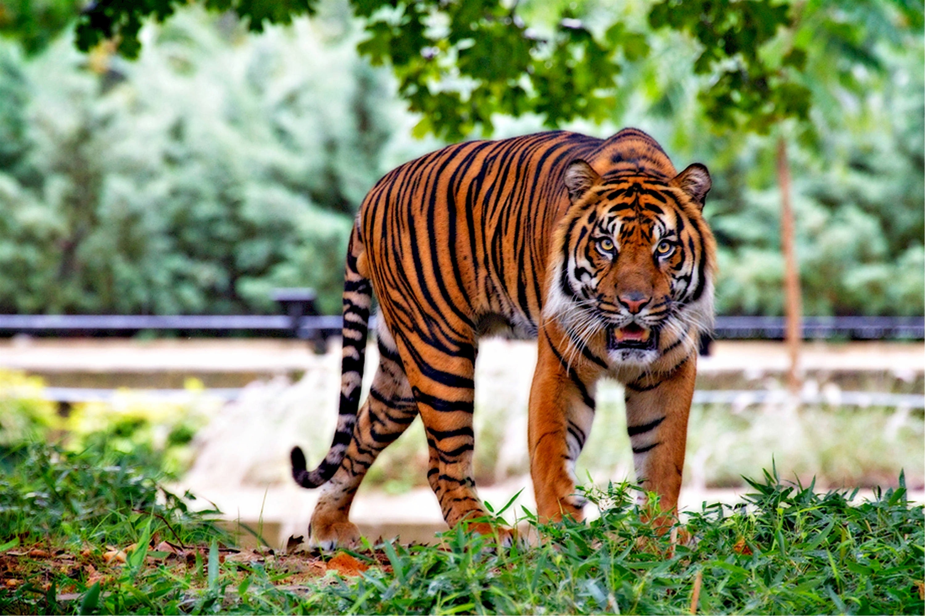 Tigers photos download the best free tigers stock photos hd images