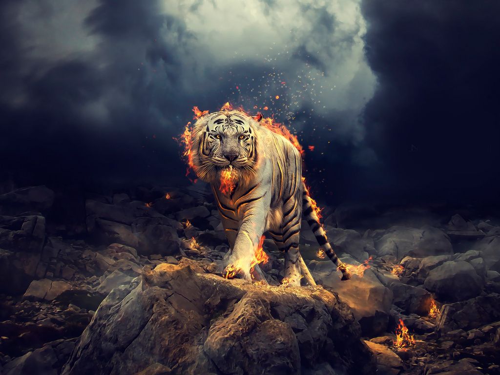 Desktop wallpaper angry raging white tiger hd image picture backgrounds b tiger angry tiger white tiger