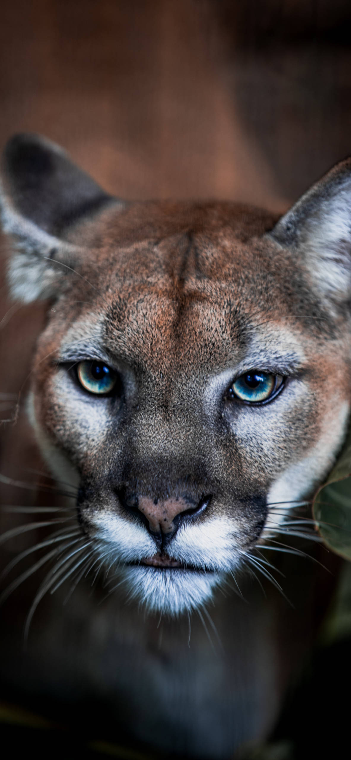 Cougar wallpaper for iphone pro max x