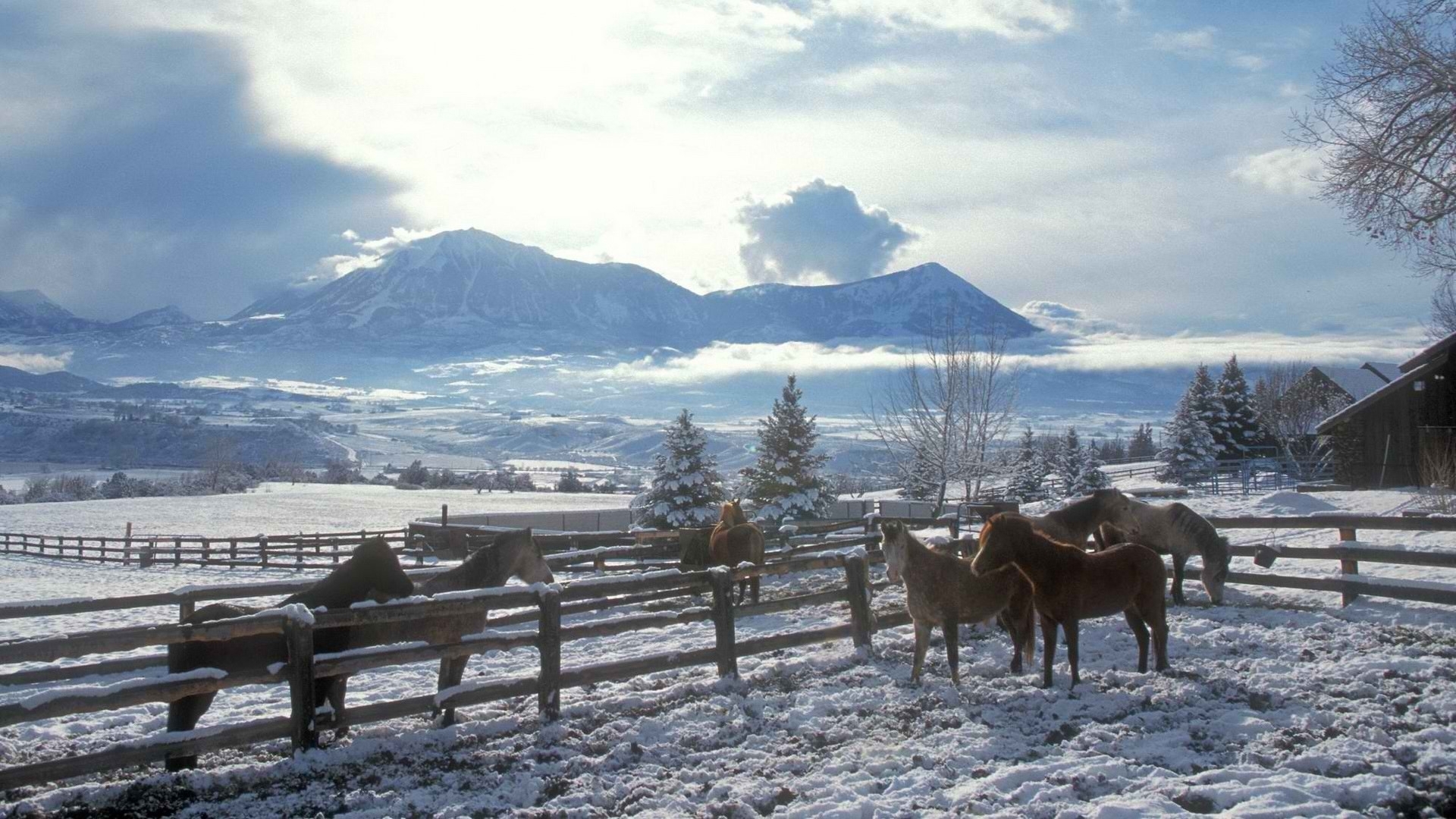 Clouds landscapes nature winter snow trees skylines fences country horses horse fence wallpapers hd desktop and mobile backgrounds