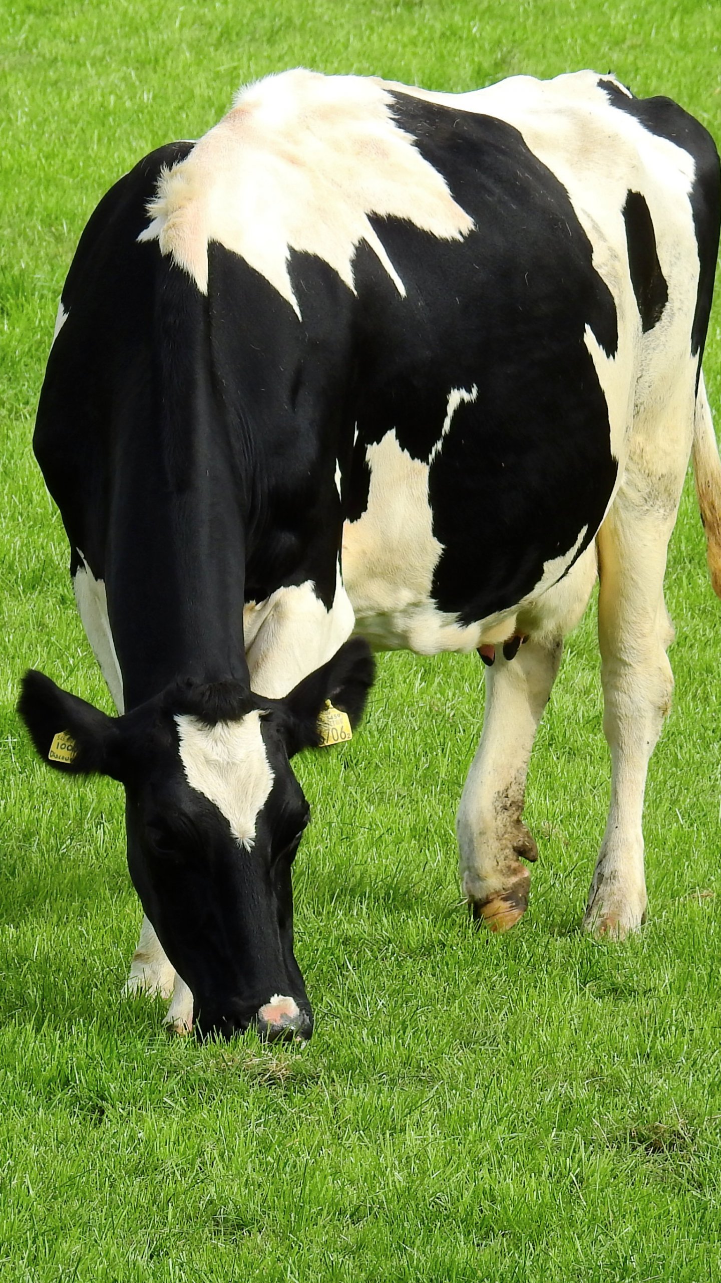 Holstein cow wallpaper