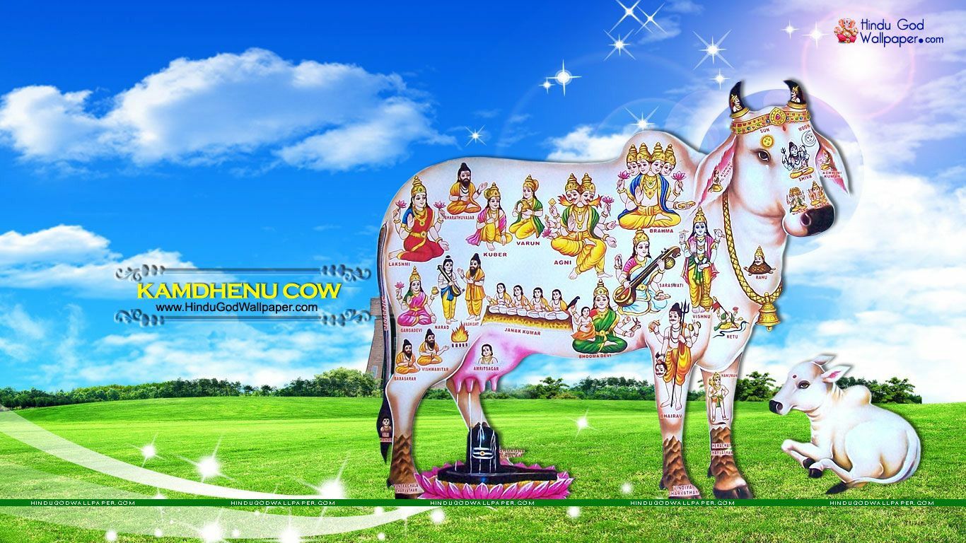 Kumatha cow wallpaper wallpaper free download wallpaper pictures
