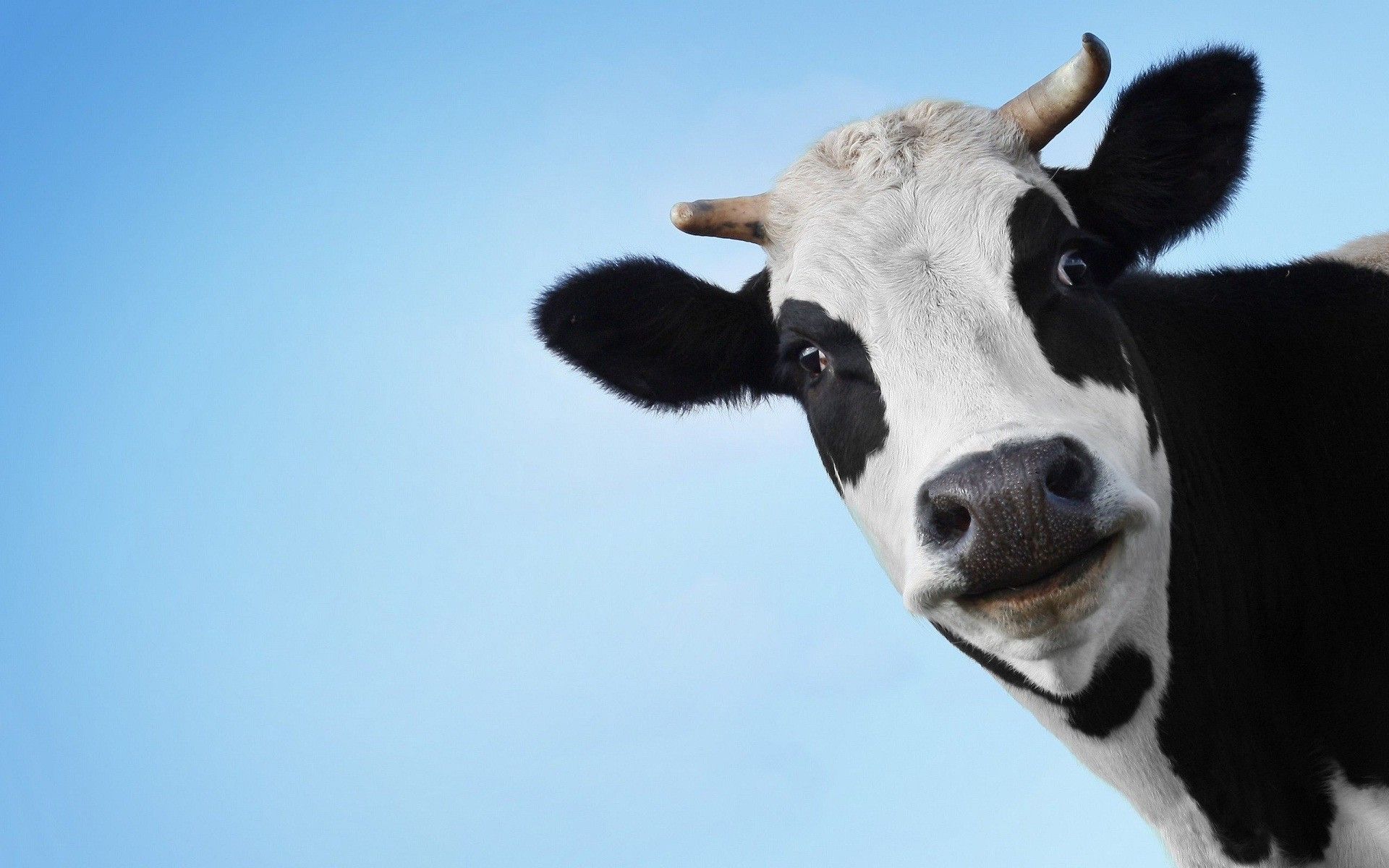 Free download cute cow wallpapers