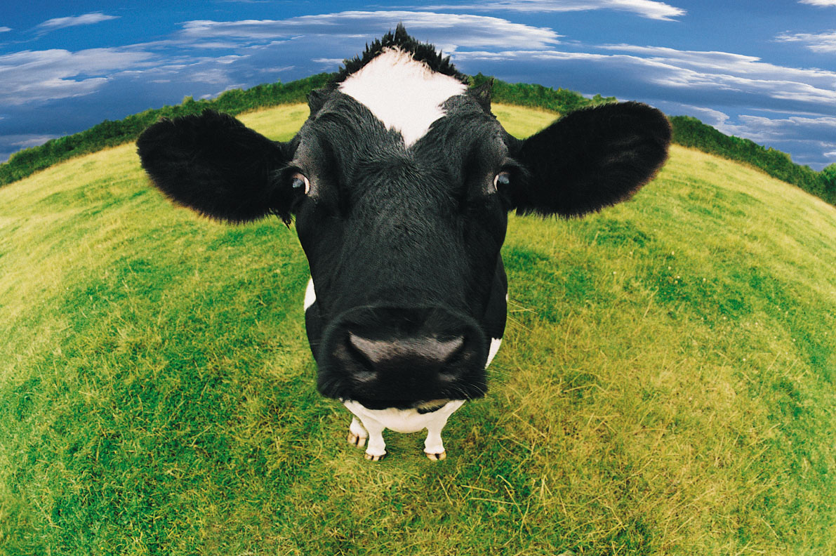 Cow puter wallpaper