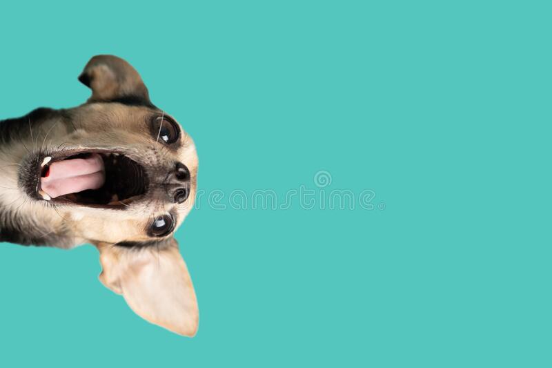 Funny dog with happy face open mouthed screaming crazy scared tongue sticking out isolated on a blue background stock photo