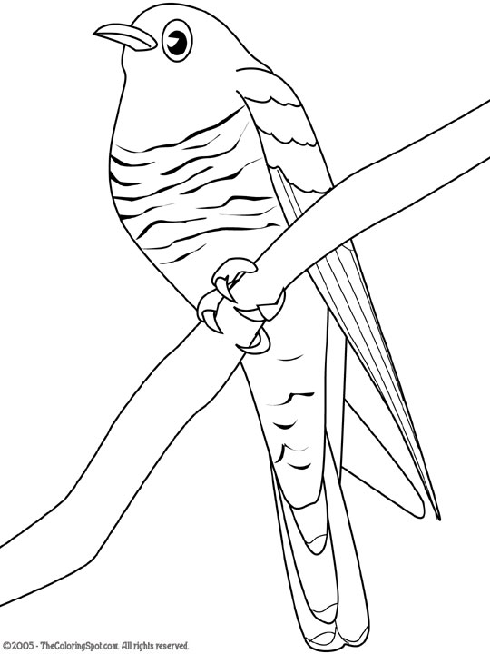 Cuckoo coloring page audio stories for kids free coloring pages colouring printables