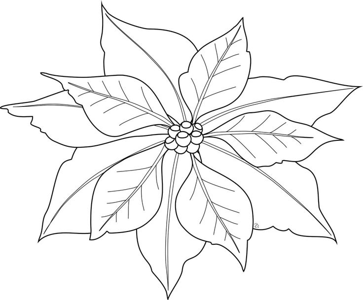Free printable poinsettia coloring pages for kids christmas coloring pages flower coloring pages christmas poinsettia
