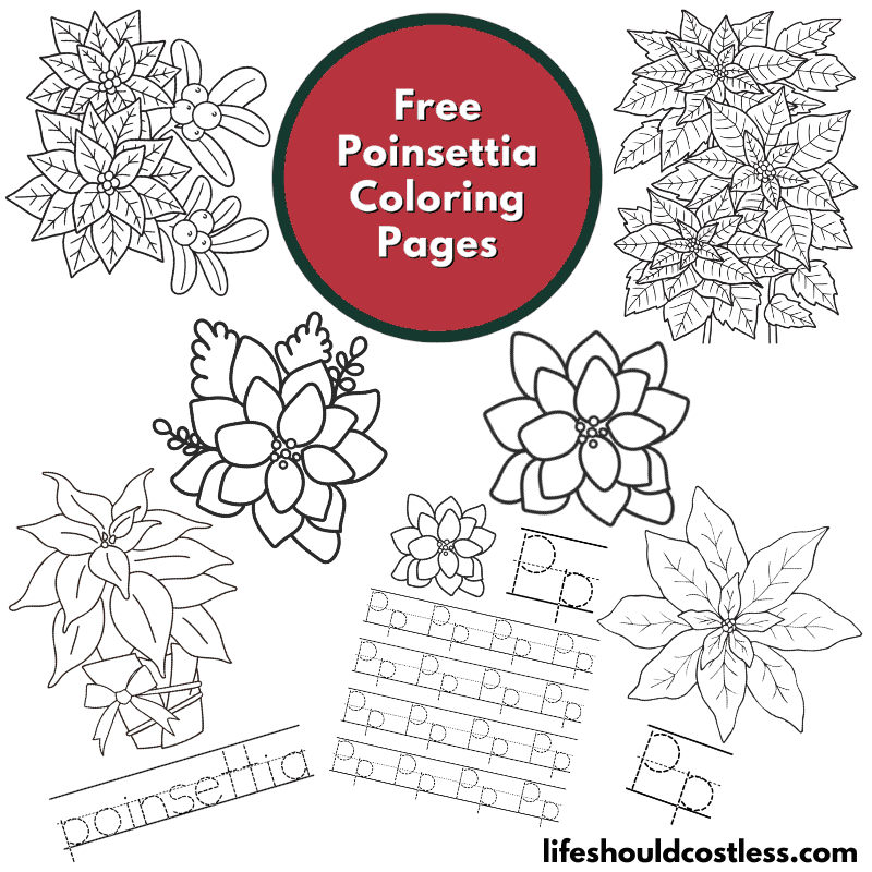 Poinsettia coloring pages free printable pdf templates